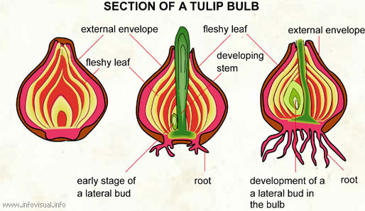 Bulb